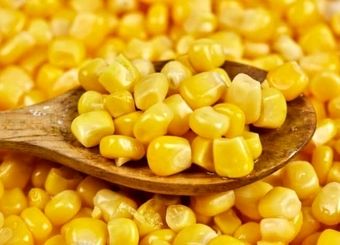 آغاز ثبت‌سفارش ذرت دامی و جو / ثبت‌سفارش از شنبه آغاز می‌شود
