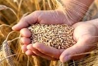 تأمین 100 همت اعتبار جدید برای خرید گندم پس از حذف ارز ترجیحی