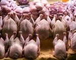 صدور مجوز صادرات گوشت مرغ / افزایش قیمت مرغ در راه است؟
