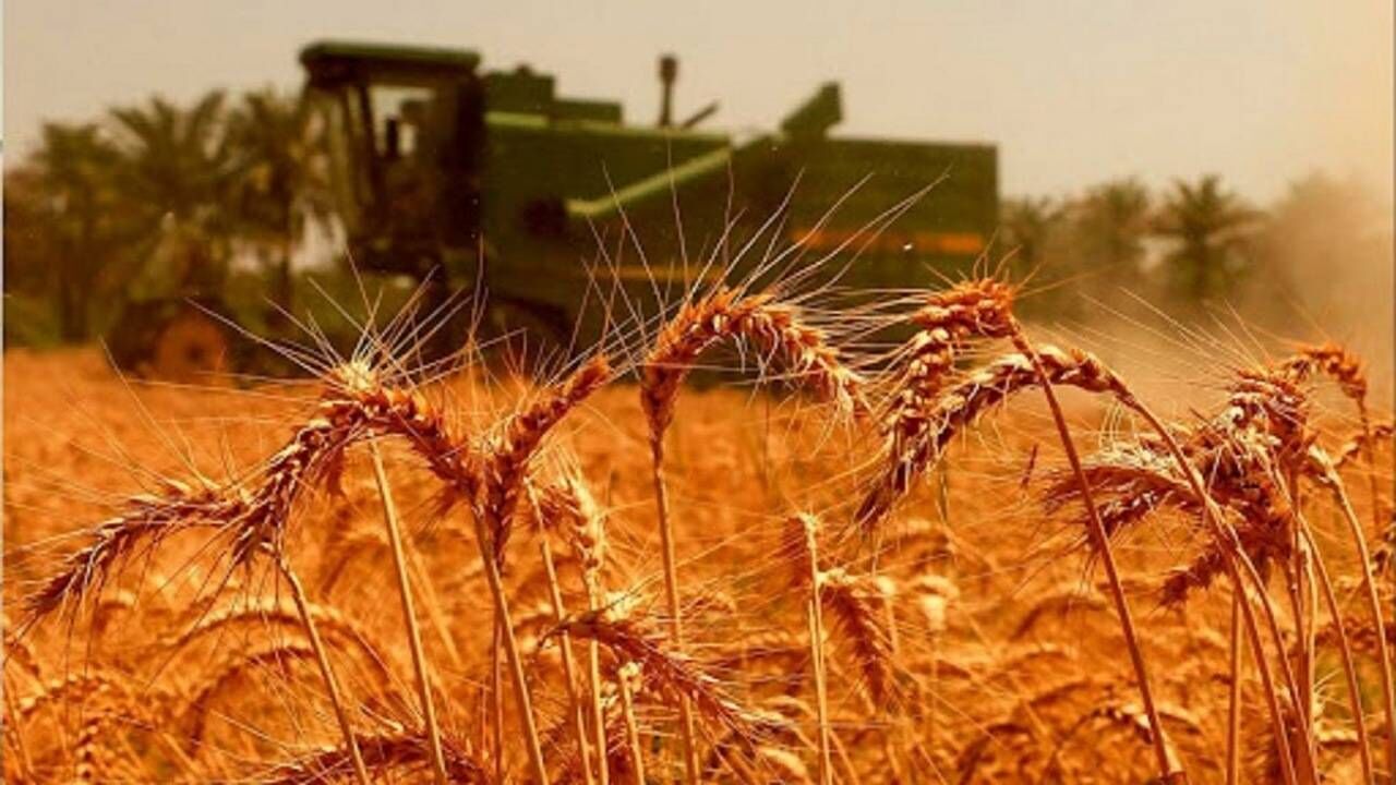 قیمت گندم صنف و صنعت در بودجه سال آینده ۴۶ درصد افزایش یافت

