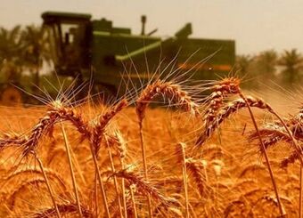 قیمت گندم صنف و صنعت در بودجه سال آینده ۴۶ درصد افزایش یافت
