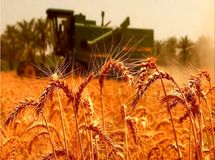 قیمت گندم صنف و صنعت در بودجه سال آینده ۴۶ درصد افزایش یافت
