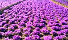 ایران و فائو در تقویت ارزش زنجیره زعفران وارد همکاری شدند