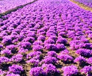 ایران و فائو در تقویت ارزش زنجیره زعفران وارد همکاری شدند