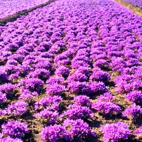 ایران و فائو در تقویت ارزش زنجیره زعفران وارد همکاری شدند