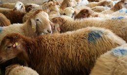 قیمت جدید دام زنده امروز شنبه ۱۵ شهریورماه ۱۴۰۴+ جدول
