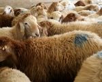 قیمت جدید دام زنده امروز شنبه ۱۵ شهریورماه ۱۴۰۴+ جدول
