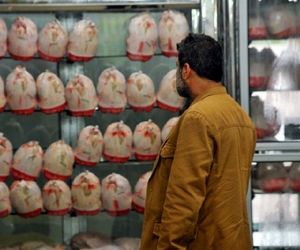 خبر مهم استانداری تهران درباره کنترل بازار مرغ/ ترمز افزایش قیمت مرغ کشیده شد؟
