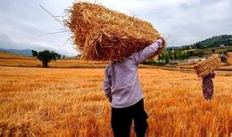 خبر خوش برای کشاورزان / واریز مطالبات گندمکاران سرعت گرفت
