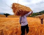 خبر خوش برای کشاورزان / واریز مطالبات گندمکاران سرعت گرفت
