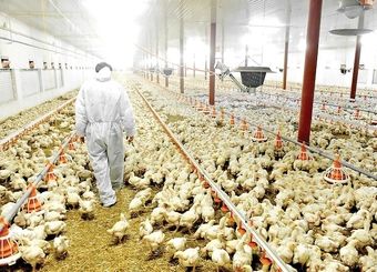 وضعیت اسفناک مرغداری‌ها در کشور