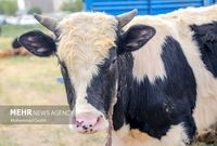 امروز جمعه ۳۱ مرداد هر کیلو گرم دام زنده بین ۲۴۰ تا ۲۸۰ هزار تومان است