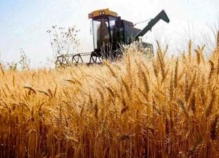 پیشنهاد نرخ ۸۵ هزار تومانی برای خرید تضمینی گندم / کشاورزان در انتظار مصوبه شورا