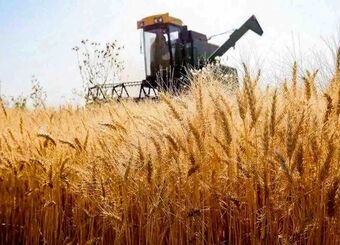 پیشنهاد نرخ ۸۵ هزار تومانی برای خرید تضمینی گندم / کشاورزان در انتظار مصوبه شورا