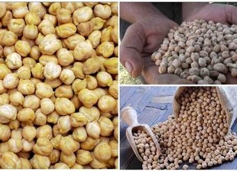 طلای دیم‌زارهای کرمانشاه در جیب دلالان برشته می‌شود
