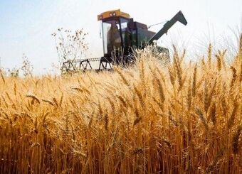 صنایع تبدیلی گندم پشتیبان امنیت غذایی است
