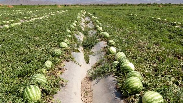 داستان هندوانه و جریمه صادرات
