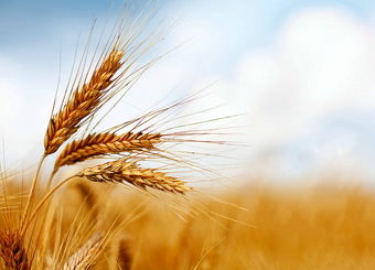 قیمت تضمینی گندم باید جهانی باشد
