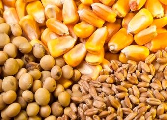 طلب واردکنندگان برای ترخیص نهاده‌ها پرداخت شود
